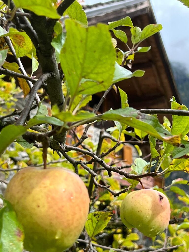 La raccolta di mele nel giardino dello chalet